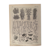 Lithograph on peas from 1921