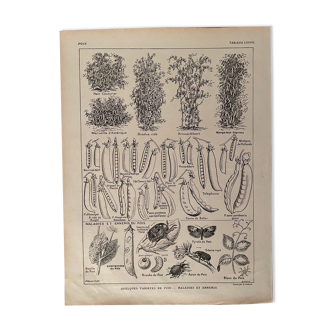 Lithograph on peas from 1921