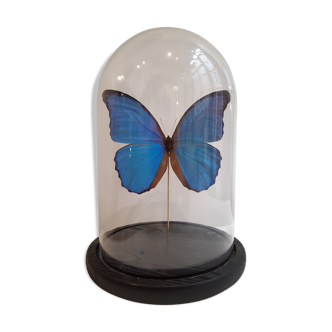 Morpho butterfly under glass