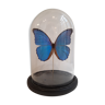Papillon Morpho sous cloche