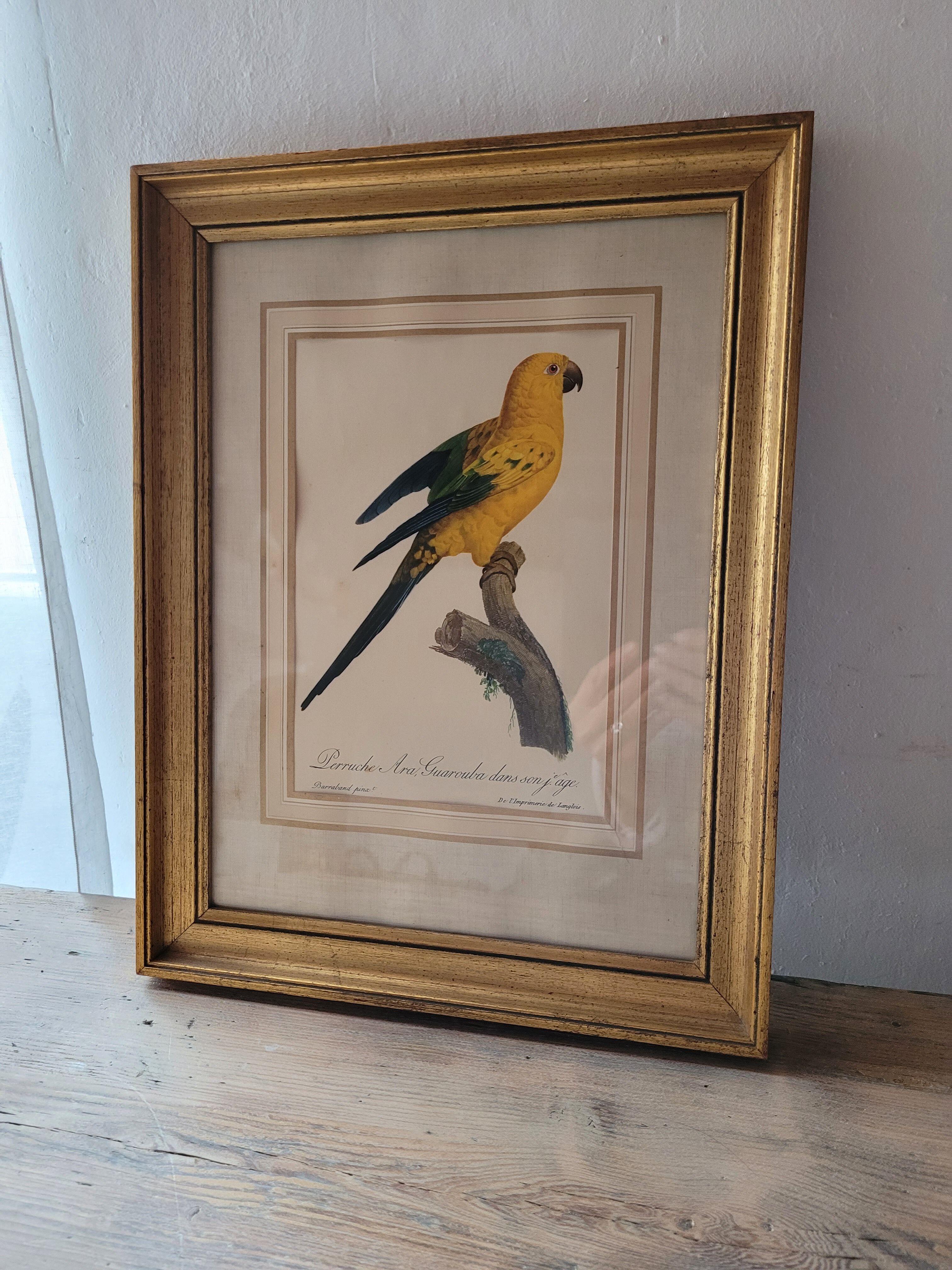 Yellow Macaw engraving