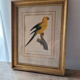 Yellow Macaw engraving