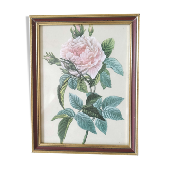 Cadre doré fleur rosier