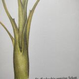Botanical engraving -Dieffenbachia seguine- Illustration of medicinal plants. Pastels by C.Michaut