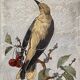 ancienne gravure d'oiseau - giacomelli et huyot - le loriot -