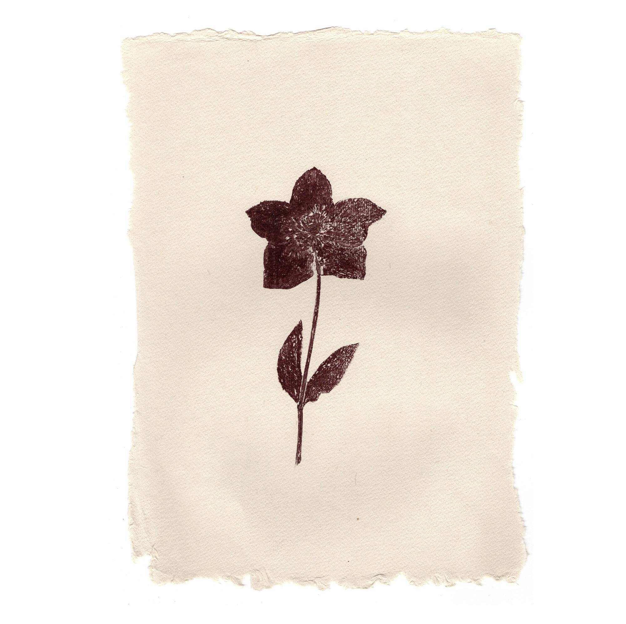 Collection de peintures herbiers sur papier signées Eawy