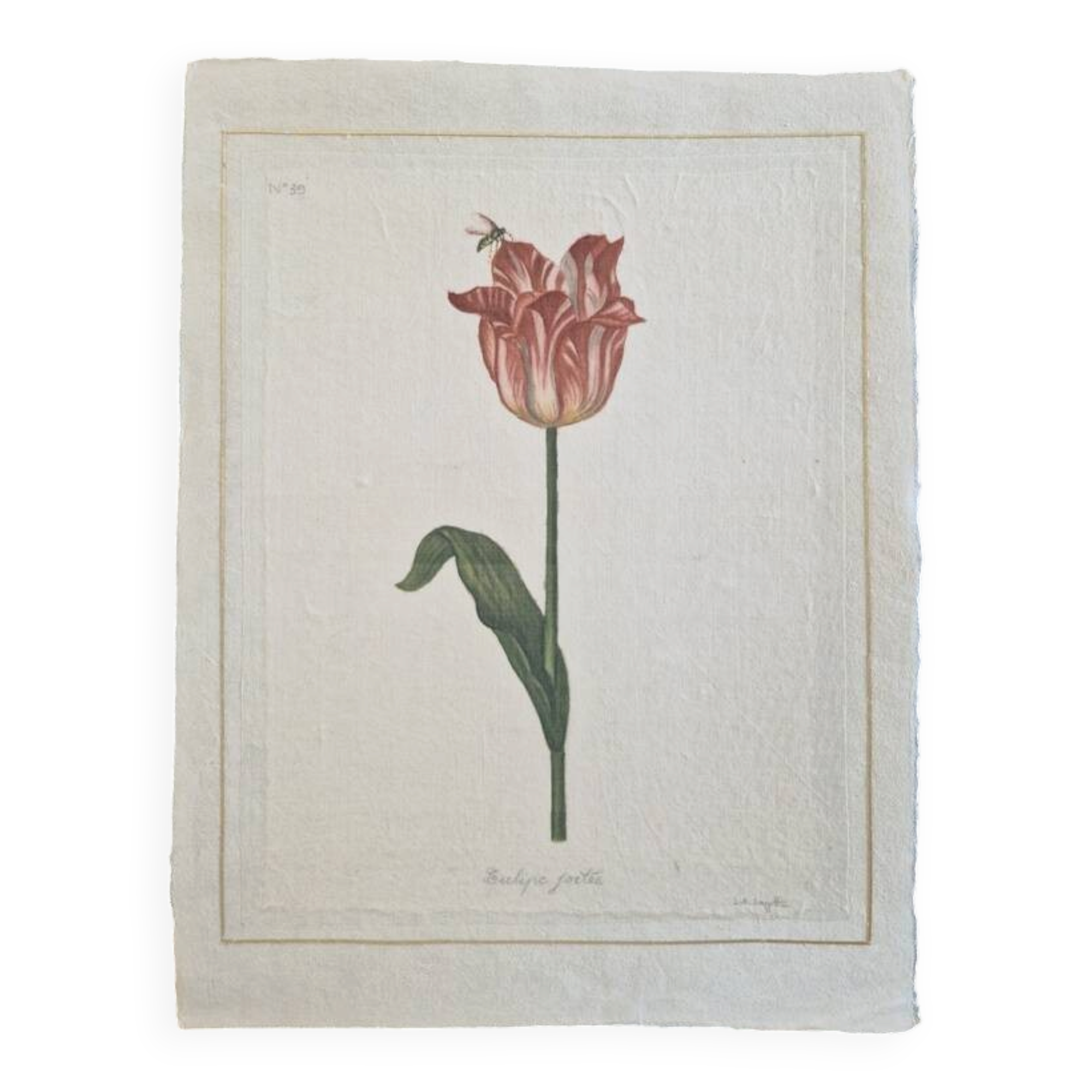La Roche Laffitte (Born in 1943) - Watercolour drawing on silk - Tulip