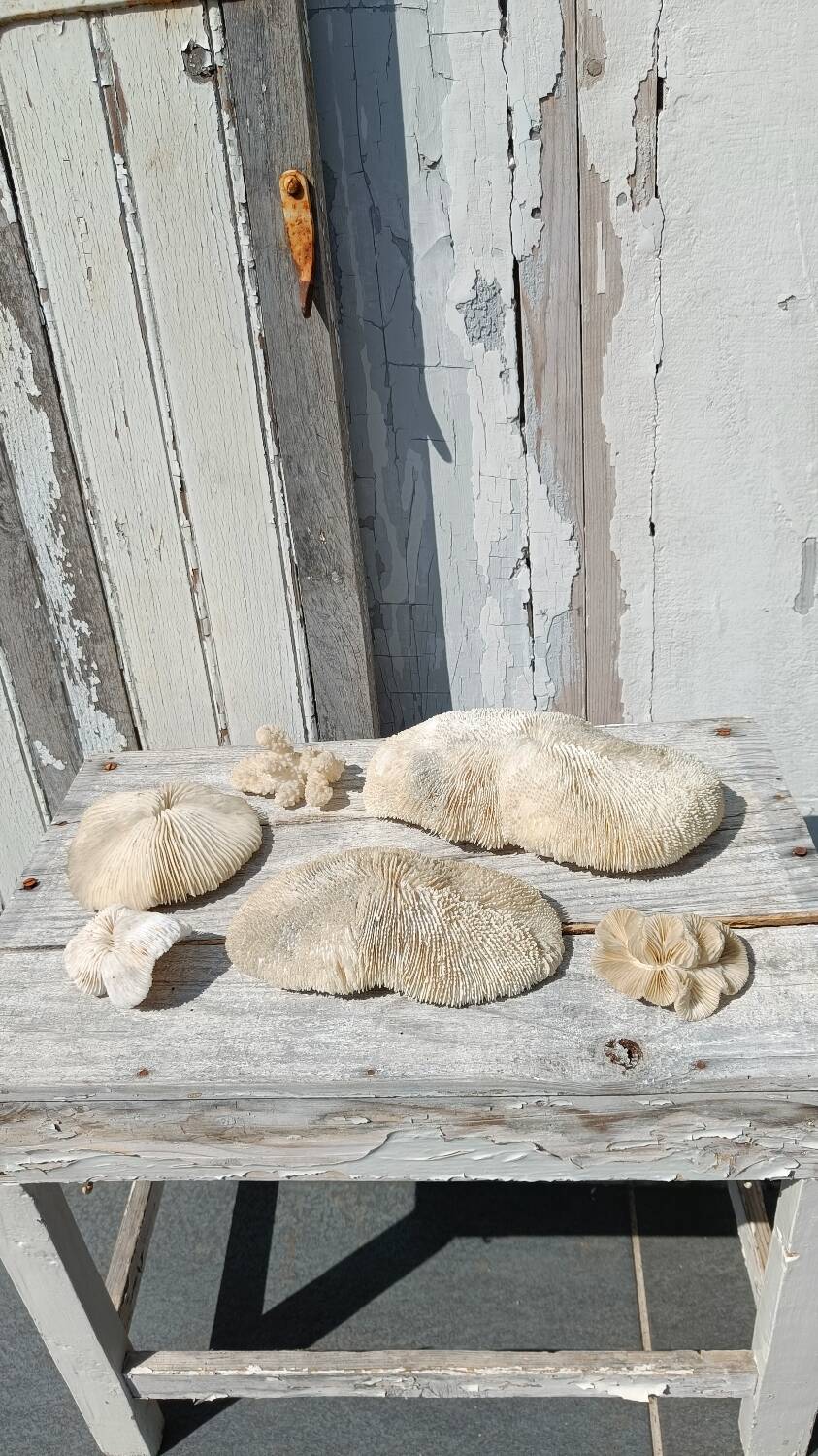 Vintage coral fungia