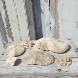 Vintage coral fungia