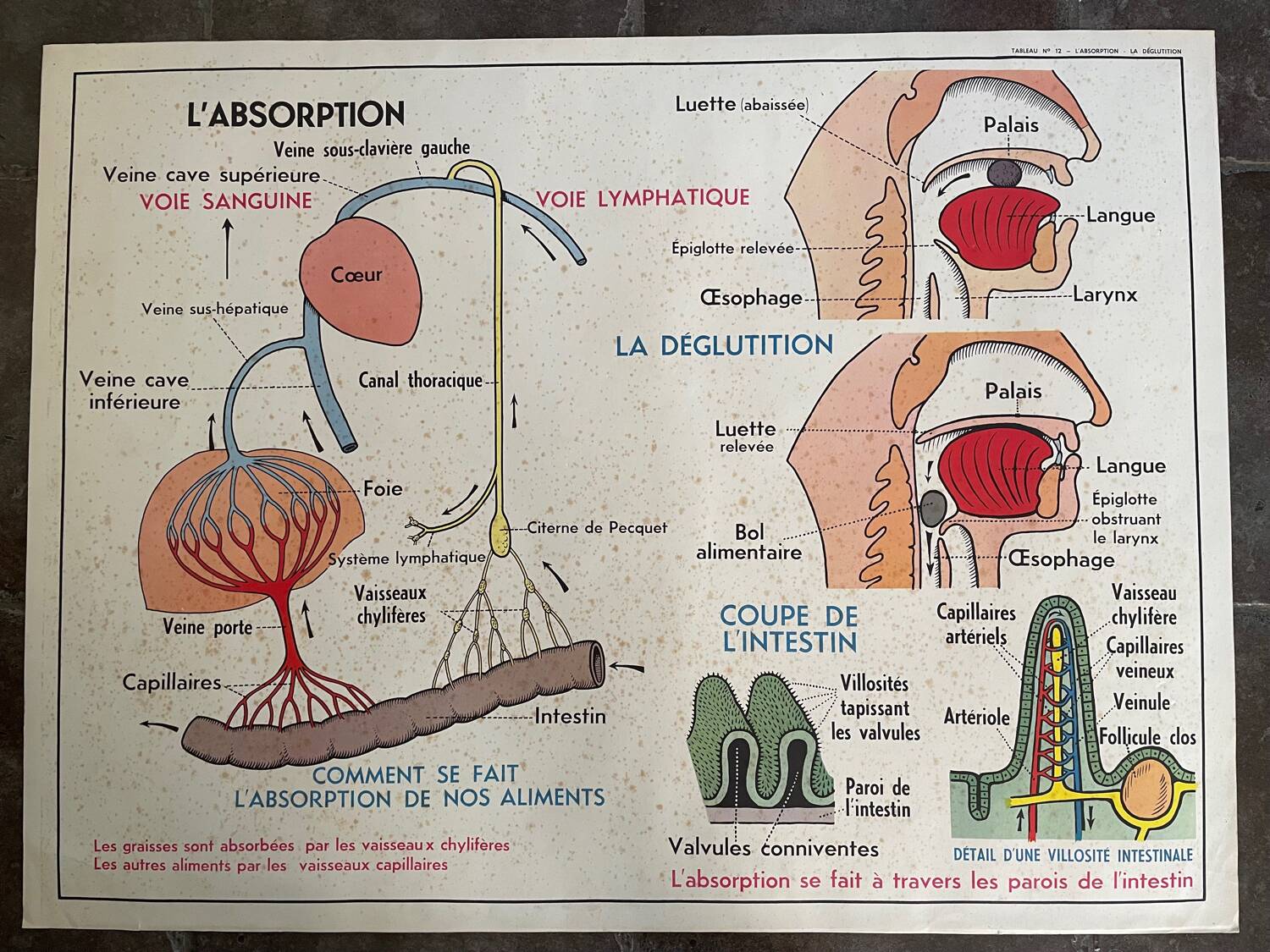 Ancienne affiche pédagogique scolaire école