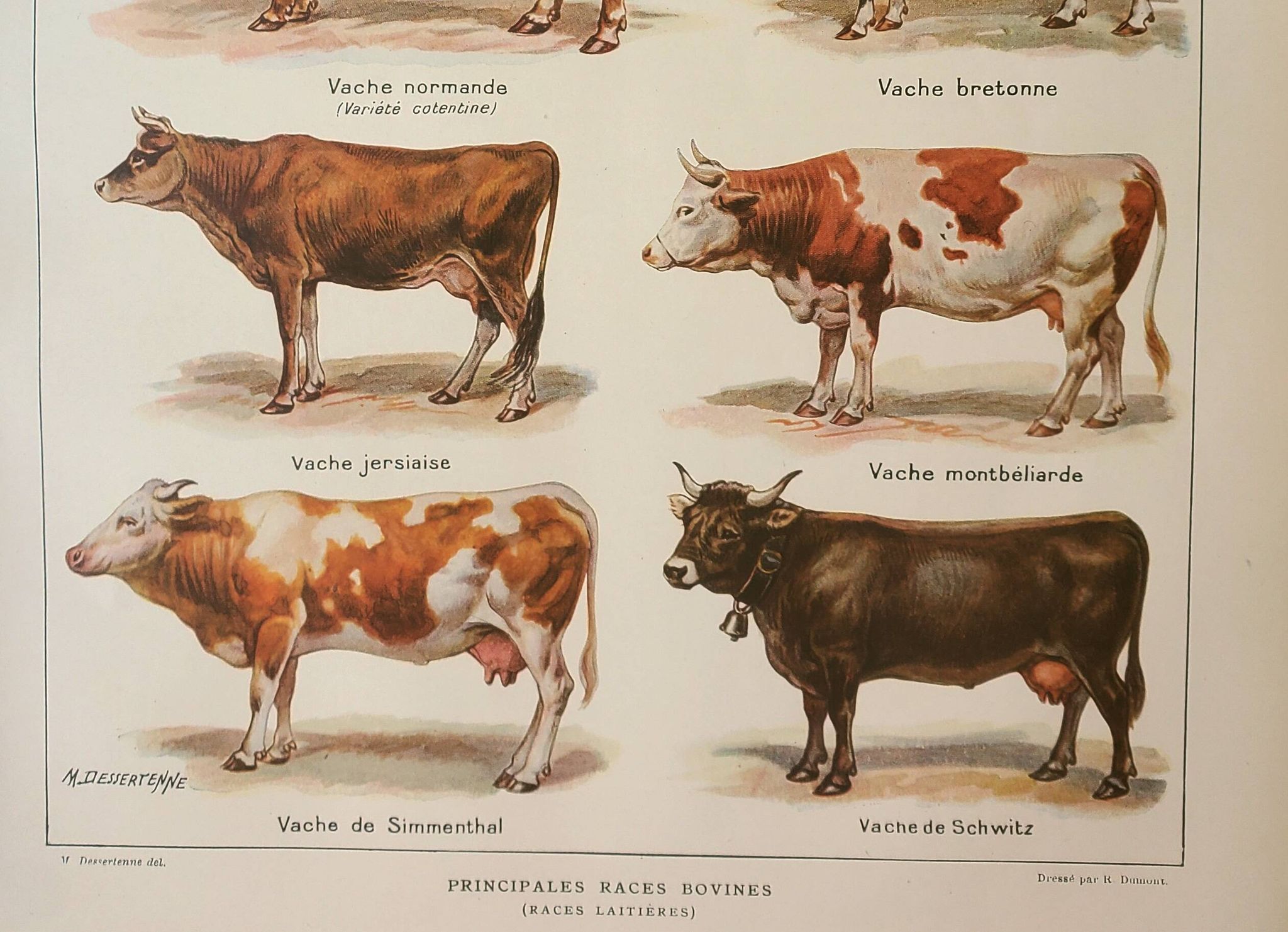 Gravure ancienne 1922, Vache et Bovin, races bovines, boeuf • Lithographie, Planche originale