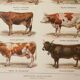 Old engraving 1922, Cow and Cattle, cattle breeds, beef • Lithograph, Original plate