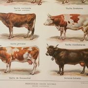 Gravure ancienne 1922, Vache et Bovin, races bovines, boeuf • Lithographie, Planche originale