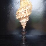 Cabinet of Curiosities 49cm Fasciolaria Shell on base