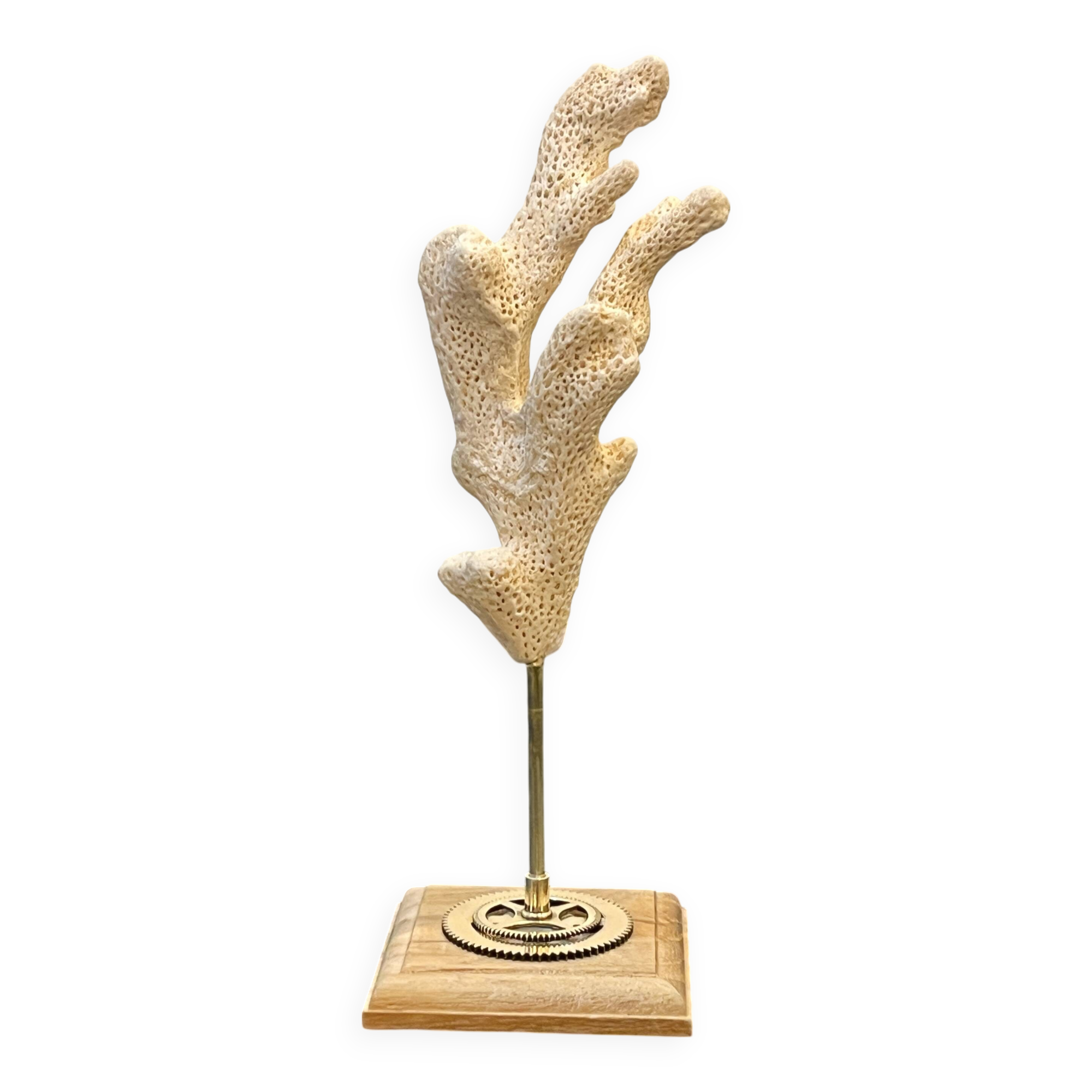 Branch of old natural white coral on wooden base cabinet of curiosities