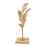 Branche de Corail blanc naturel ancien sur socle en bois cabinet de curiosités