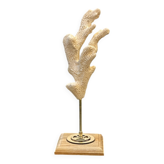 Branch of old natural white coral on wooden base cabinet of curiosities
