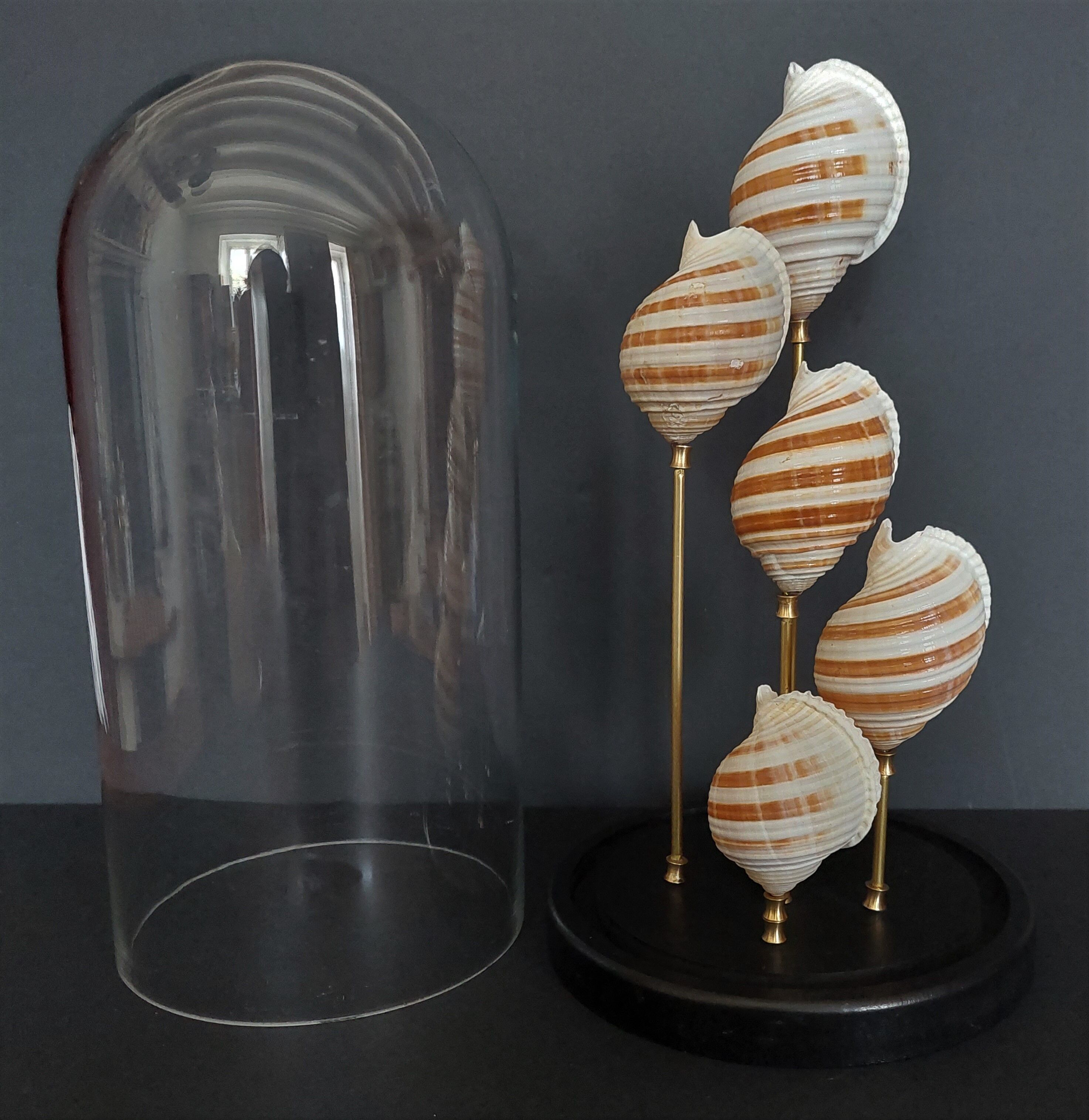 Cabinet of Curiosities globe shells tonna sulcosa