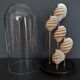 Cabinet of Curiosities globe shells tonna sulcosa