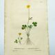 Antique botanical engraving from 1829 - Lapland buttercup - By PA Poiteau