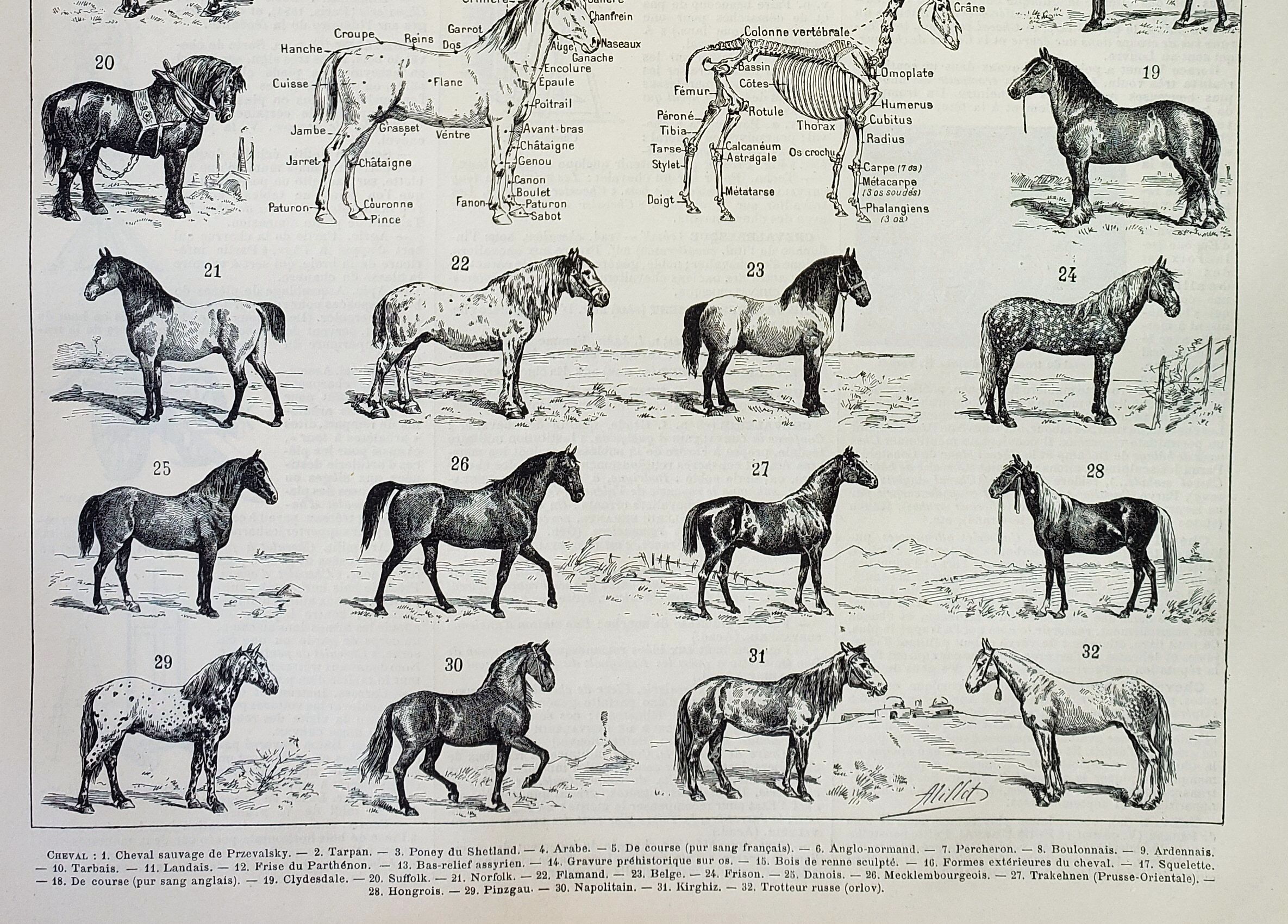 Gravure • Chevaux, race, anatomie, course • Lithographie originale et vintage de 1898