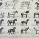 Gravure • Chevaux, race, anatomie, course • Lithographie originale et vintage de 1898
