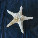 Starfish/diameter 29 cm