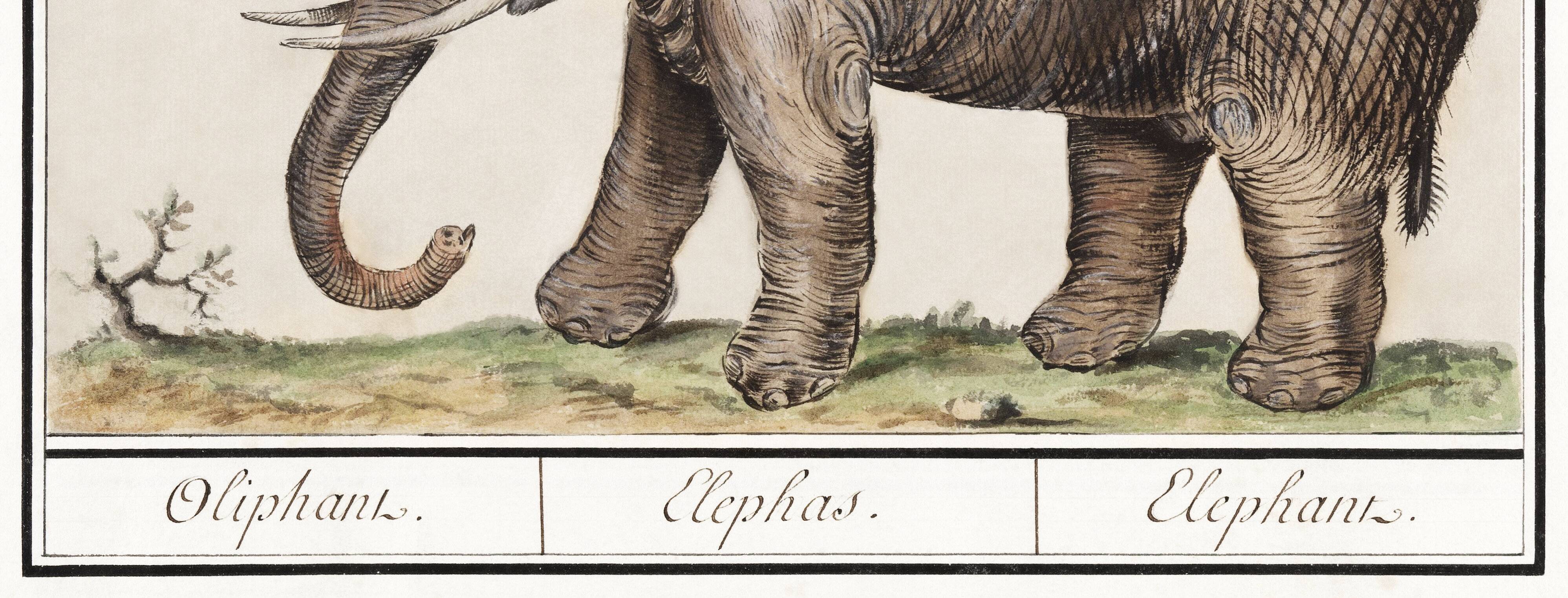 Small poster about an elephant, based on an old engraving from 1610.