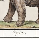 Small poster about an elephant, based on an old engraving from 1610.