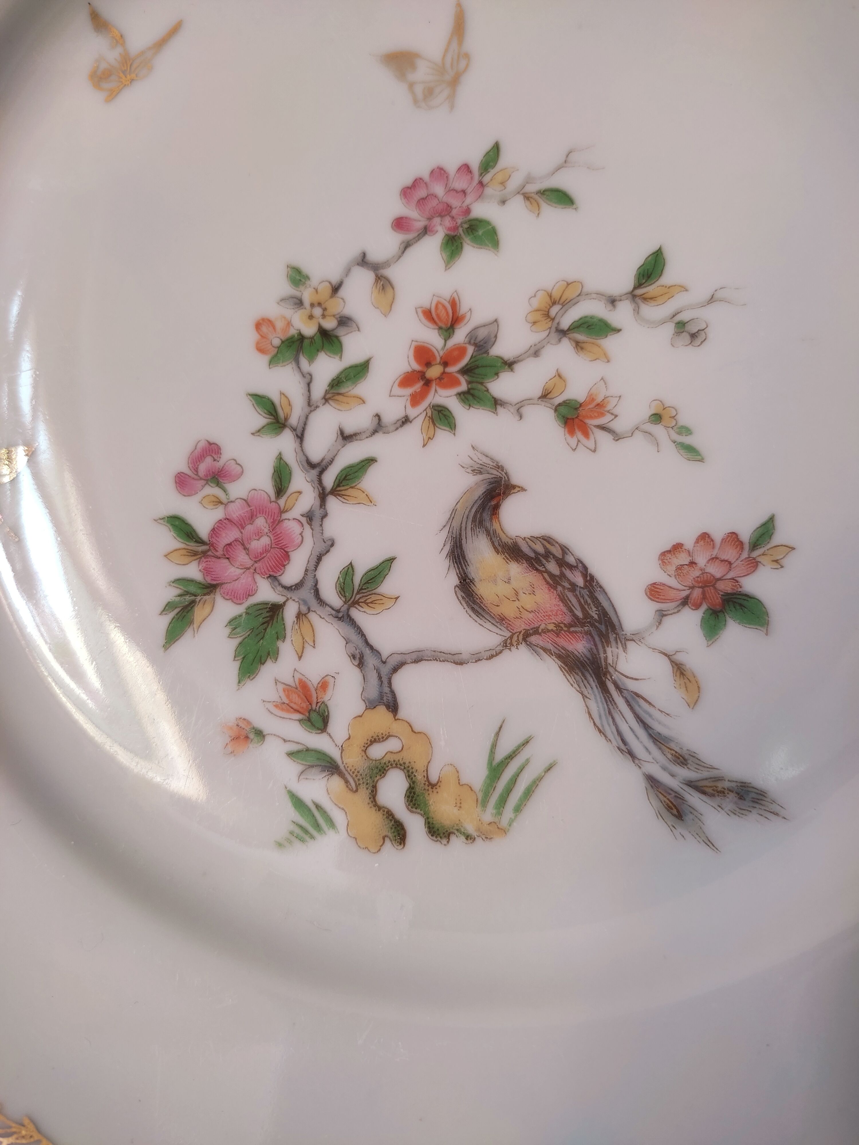 6 flat plates model bird of paradise