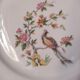 6 flat plates model bird of paradise