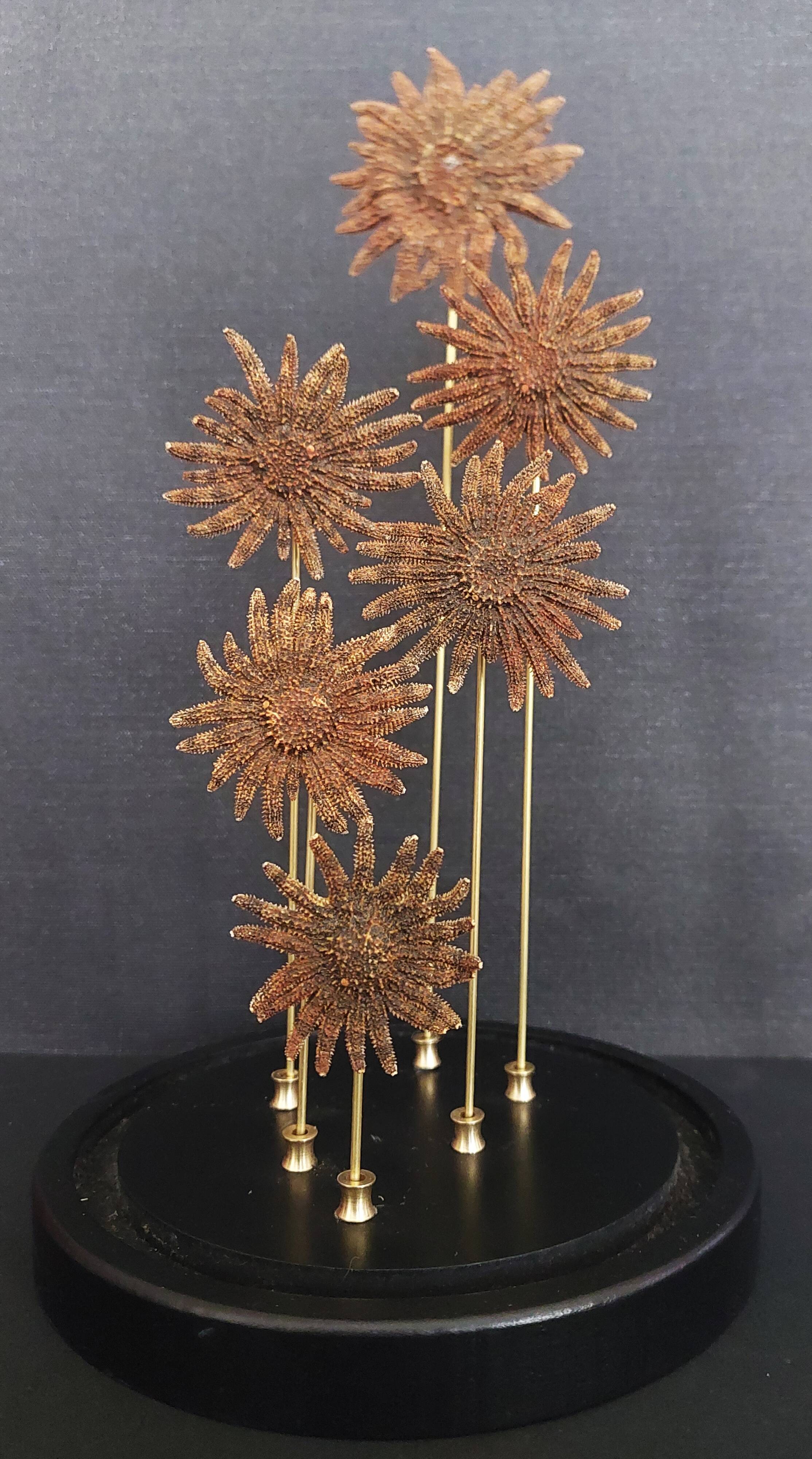 Cabinet of Curiosities globe with starfish heliaster kubiniji