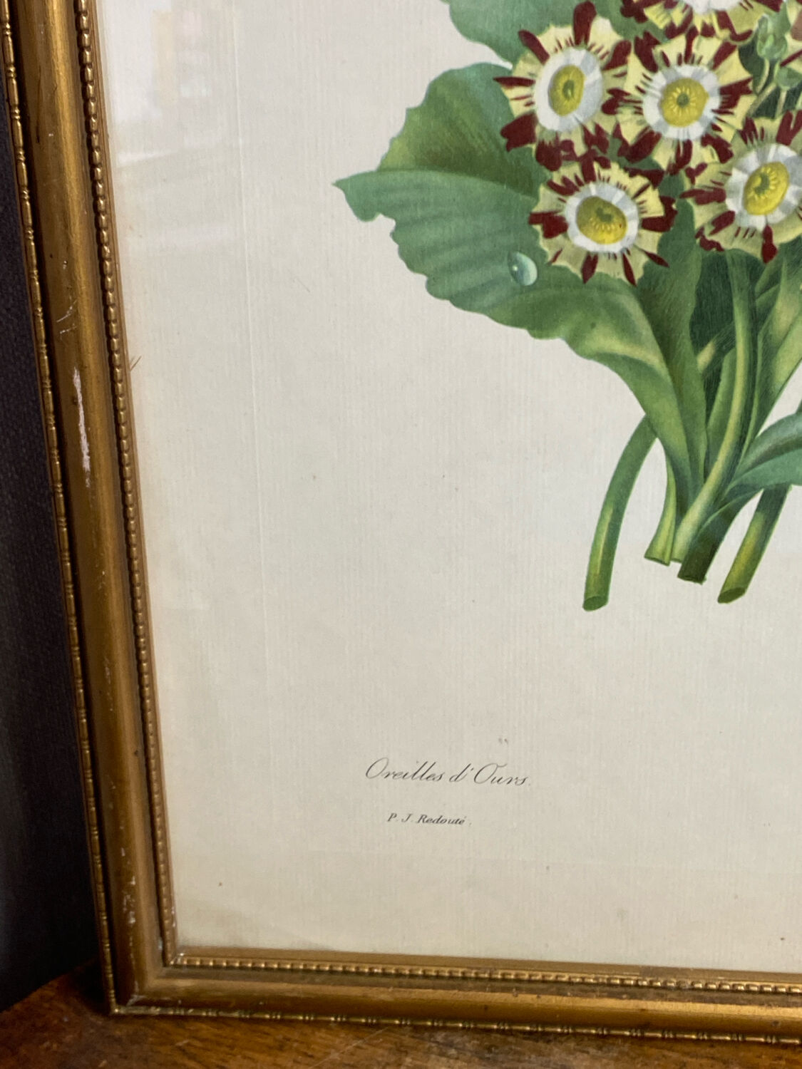 Botanical print, P-J Redouté, Bear's Ears