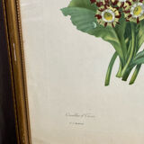 Botanical print, P-J Redouté, Bear's Ears