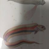 19th century engraving of fish