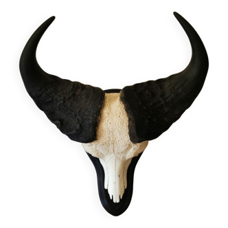 Cape africa buffalo trophy