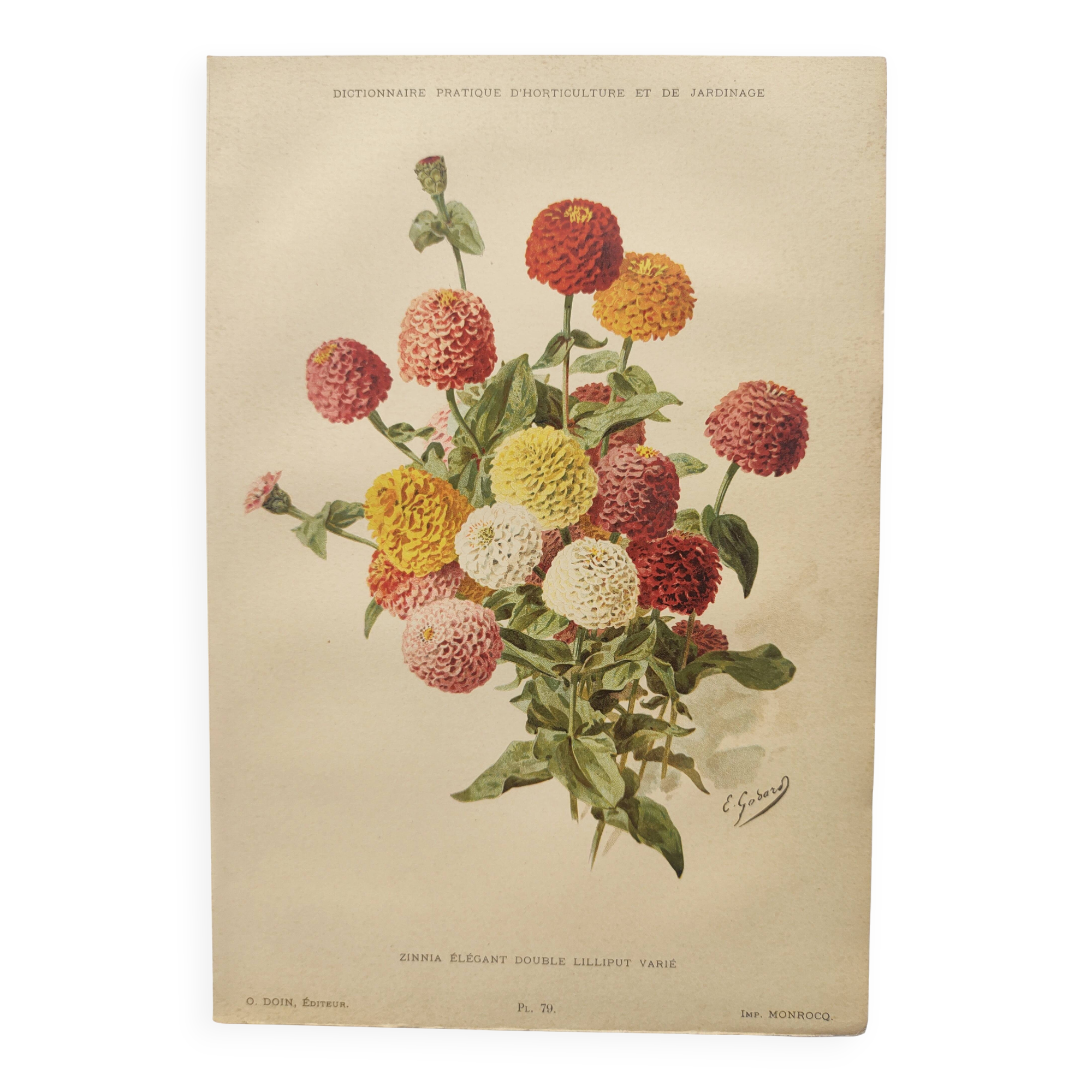 Botanical print from 1897 - Elegant Zinnia - vintage lithograph by Godard