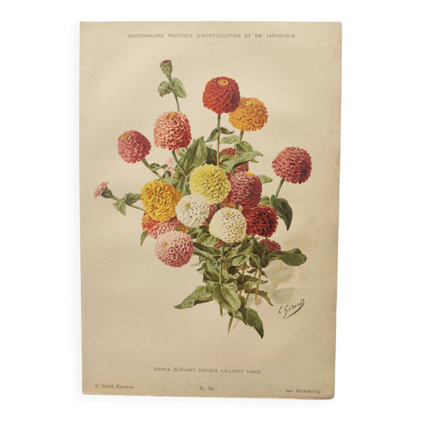Gravure botanique de 1897 -Zinnia élégant- lithographie vintage par Godard — Beyit