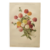 Botanical print from 1897 - Elegant Zinnia - vintage lithograph by Godard