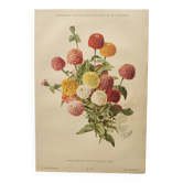 Gravure botanique de 1897 -Zinnia  élégant- lithographie vintage par Godard