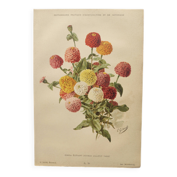 Gravure botanique de 1897 -Zinnia  élégant- lithographie vintage par Godard