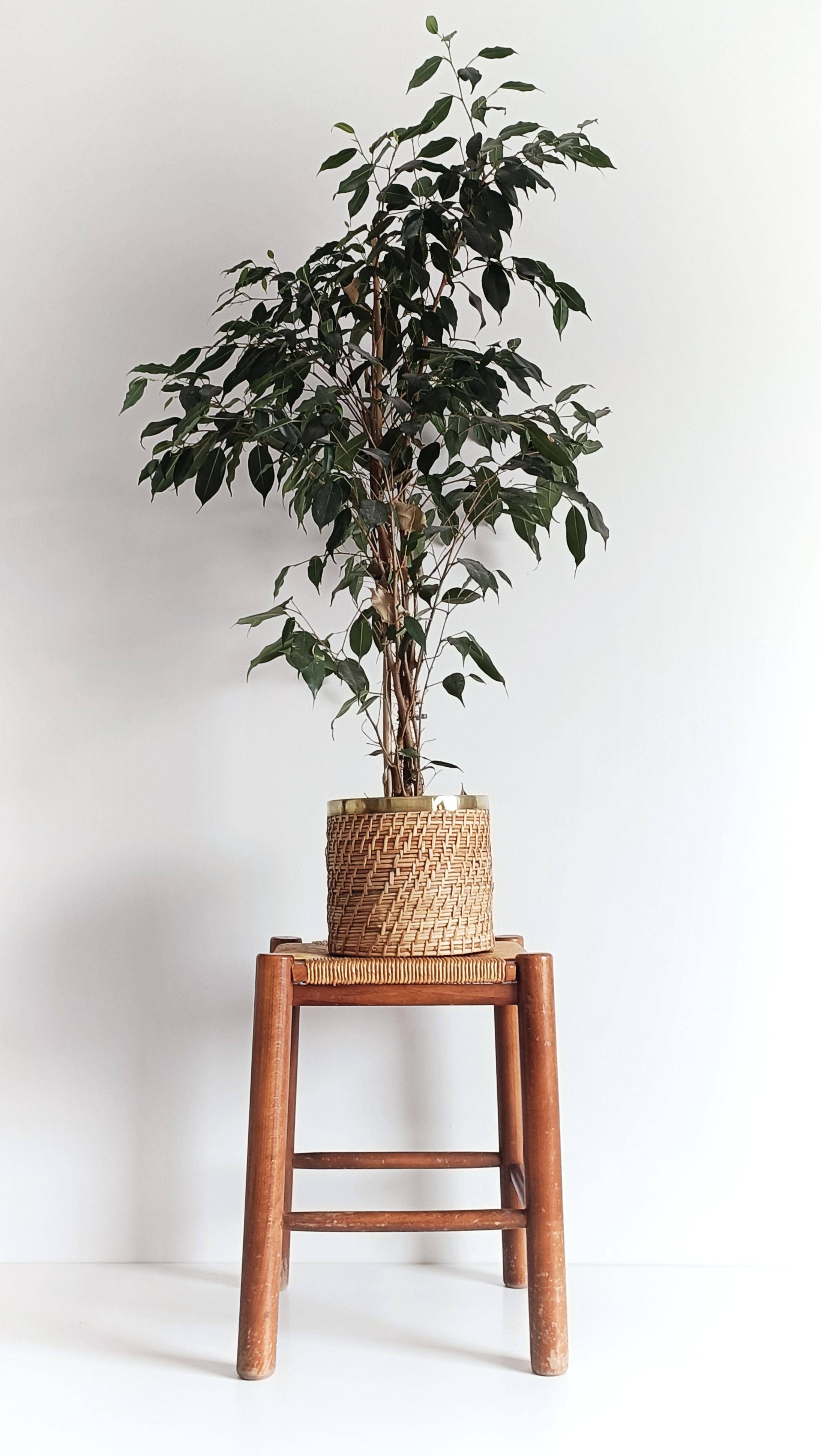 Tabouret Dordogne par Charlotte Perriand, paille tissée, France, années 1950.