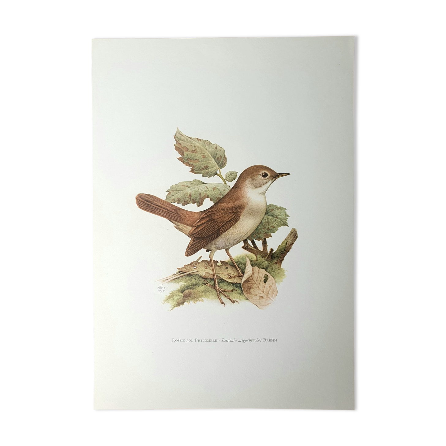 Nightingale philomela board