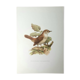 Nightingale philomela board
