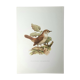 Nightingale philomela board