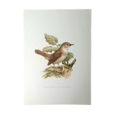 Nightingale philomela board