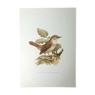 Nightingale philomela board