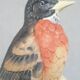 Matte porcelain bird sculpture from Milan by Eda Mann, American Blackbird