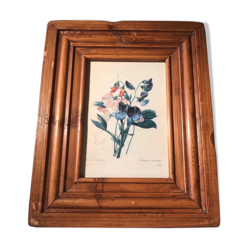 Planche botanique bois de senteur signée Langlois avec cadre bois