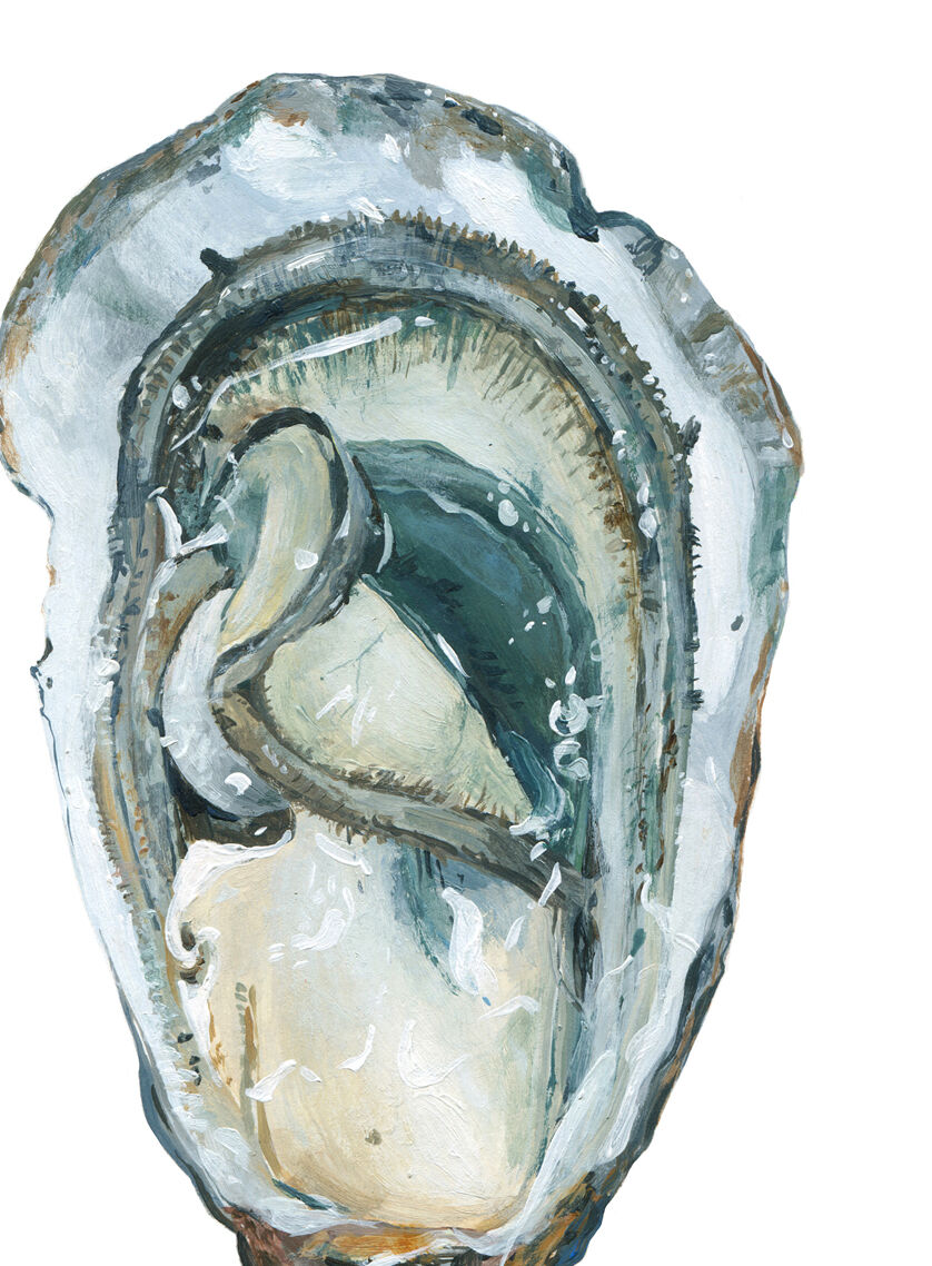 Paule, oyster 3, art print 20/30cm